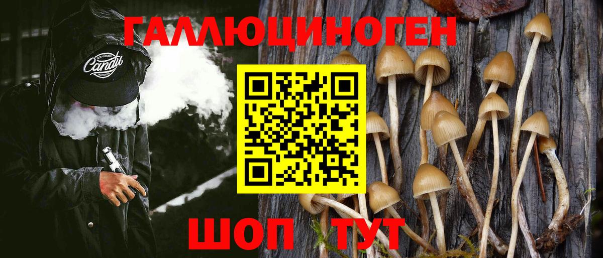 Псилоцибиновые грибы Cubensis Борзя