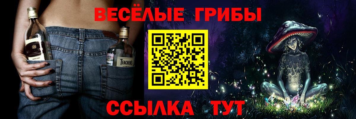 закладка  Борзя  Галлюциногенные грибы Psilocybe 